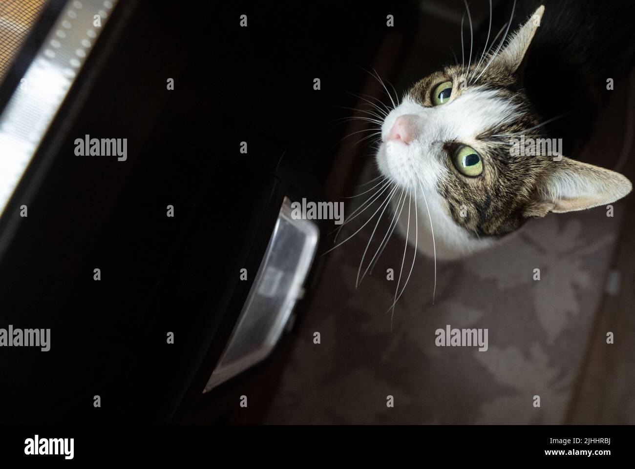 Walldorf, Germany. 13th July, 2022. Cat Mimi sits in front of the cat