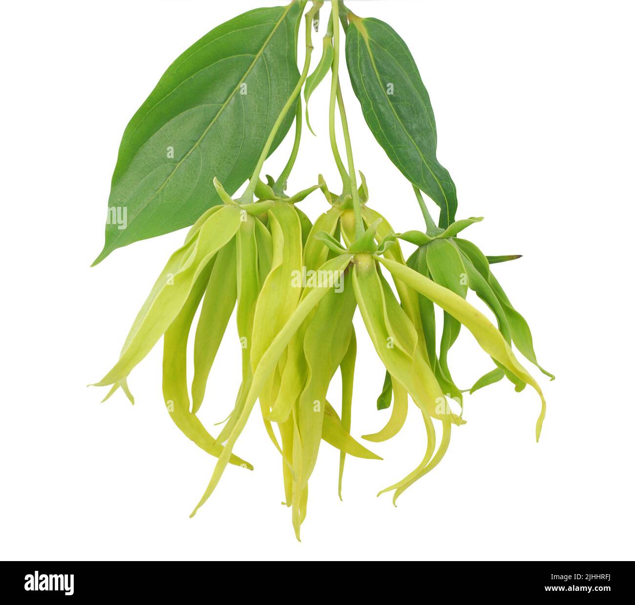 ylang ylang flower isolated on white background Stock Photo Alamy