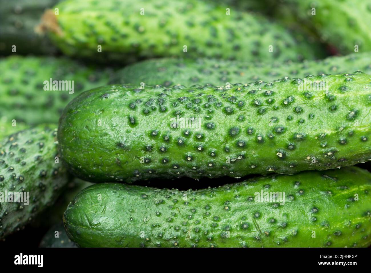 group of fresh green cucumbers closeup selective focus Stock Photo