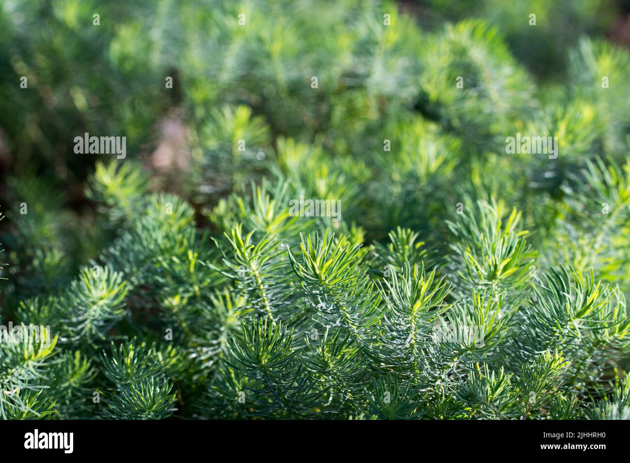 Euphorbia cyparissias, cypress spurge lgreen eaves closeup selective focus Stock Photo