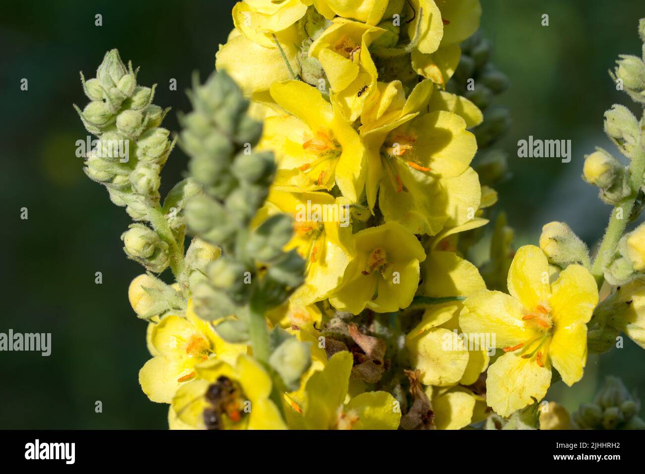Verbascum thapsus,  great mullein yellow summer flowers closeup selective focus Stock Photo