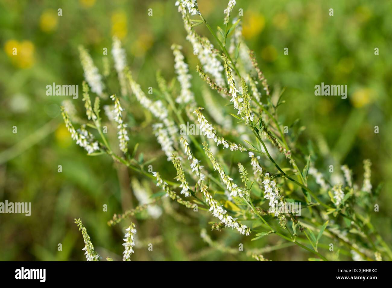 Melilotus albus, honey clover white flowers in meadow closeup selective focus Stock Photo