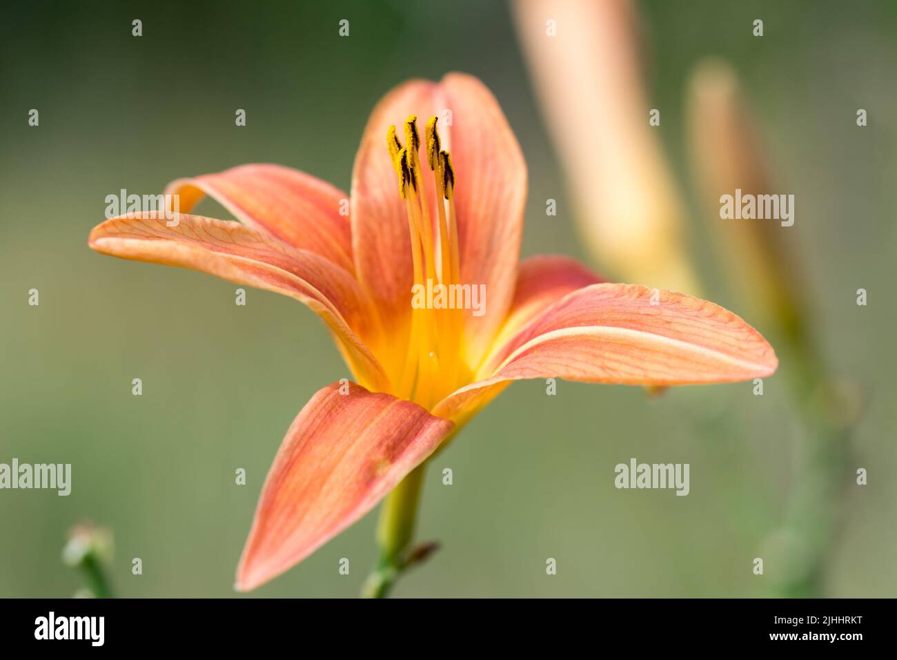 orange daylily closeup in garden  selective focus Stock Photo