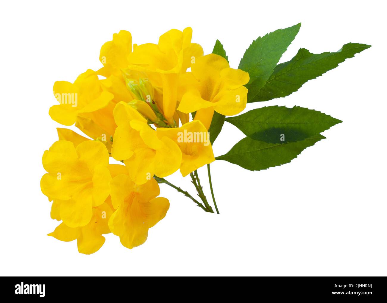 Tecoma stans flower isolated on white background Stock Photo