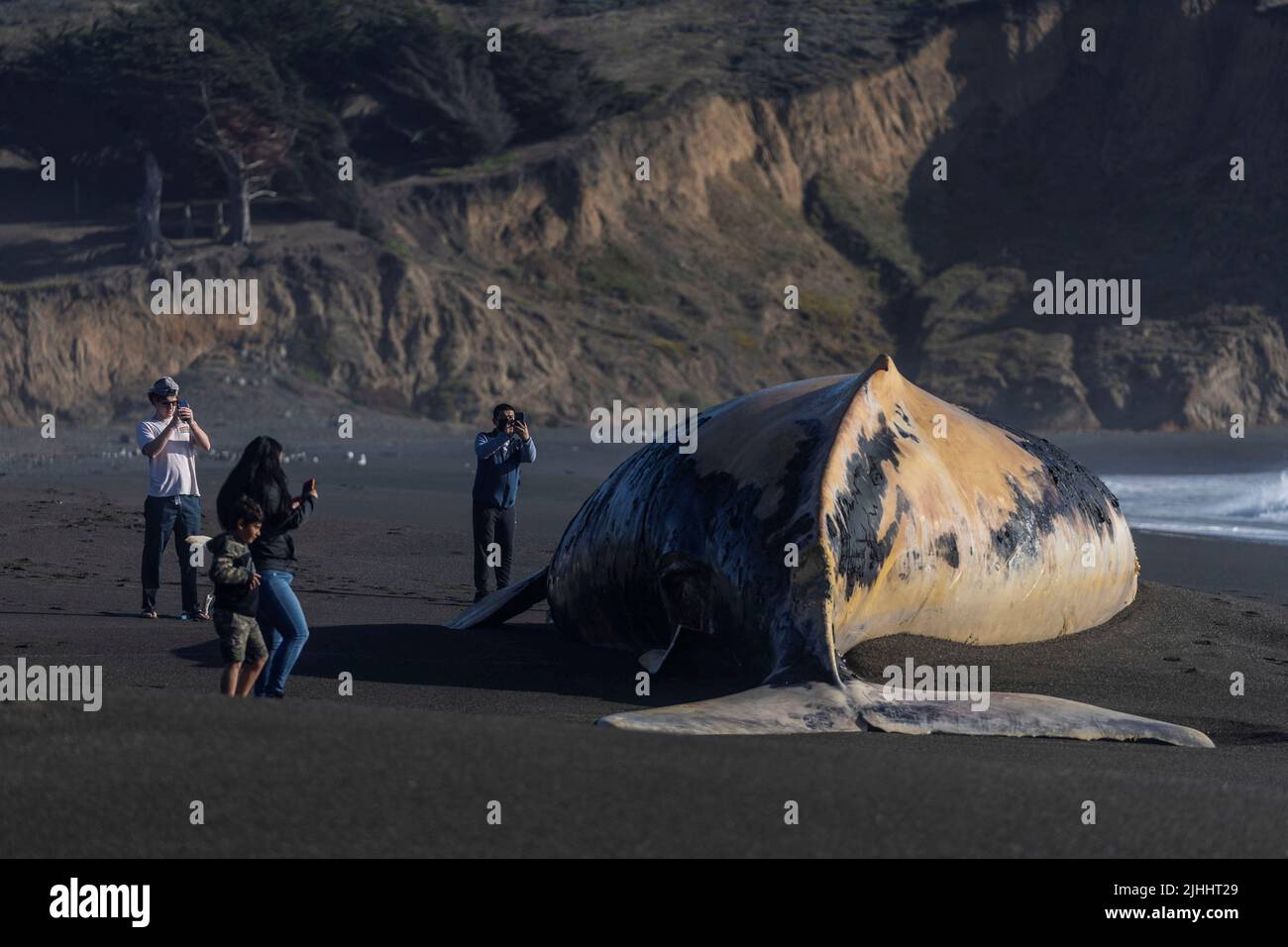 A dead humpback whale, whose cause of death is still unknown according to local media, is washed up on Sharp Park Beach in Pacifica, California, July 18, 2022. REUTERS/Carlos Barria Stock Photo
