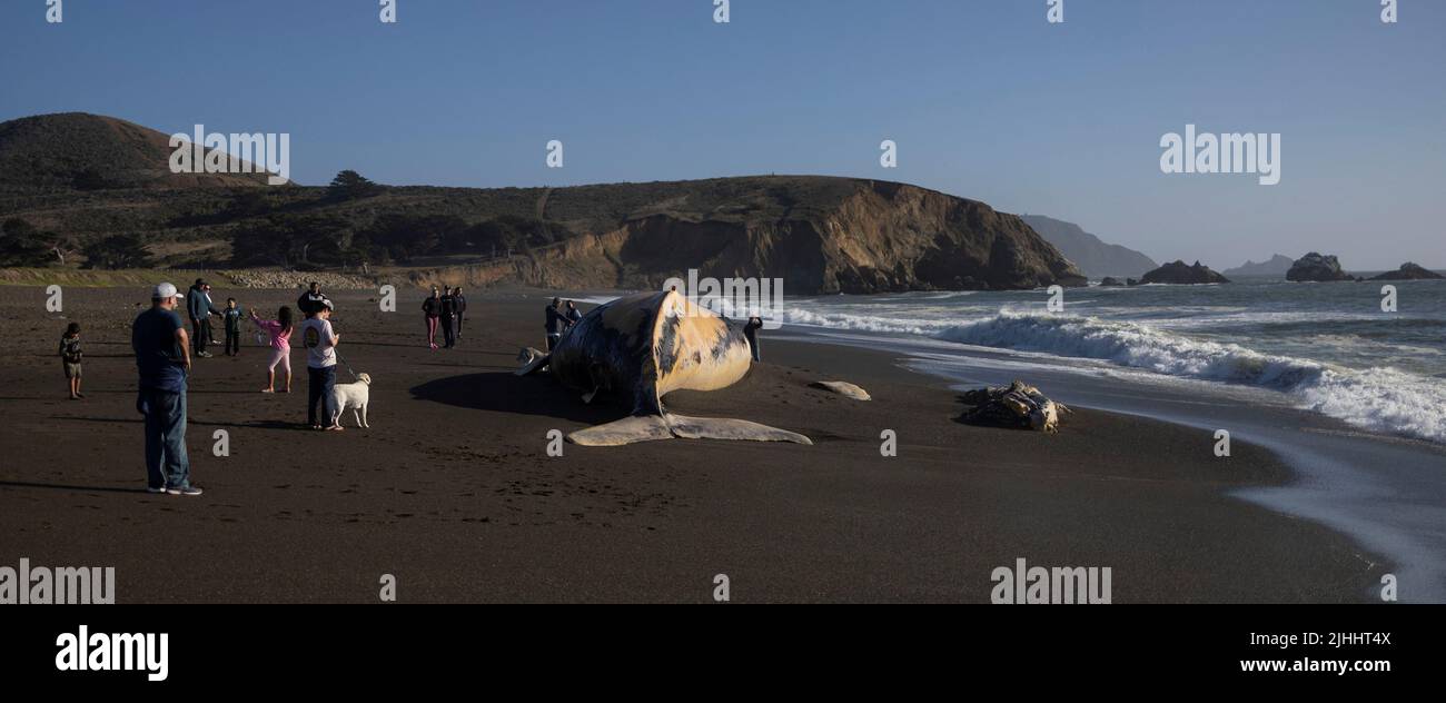 People gather near a washed up dead humpback whale, whose cause of death is still unknown according to local media, on Sharp Park Beach in Pacifica, California, U.S., July 18, 2022. REUTERS/Carlos Barria Stock Photo