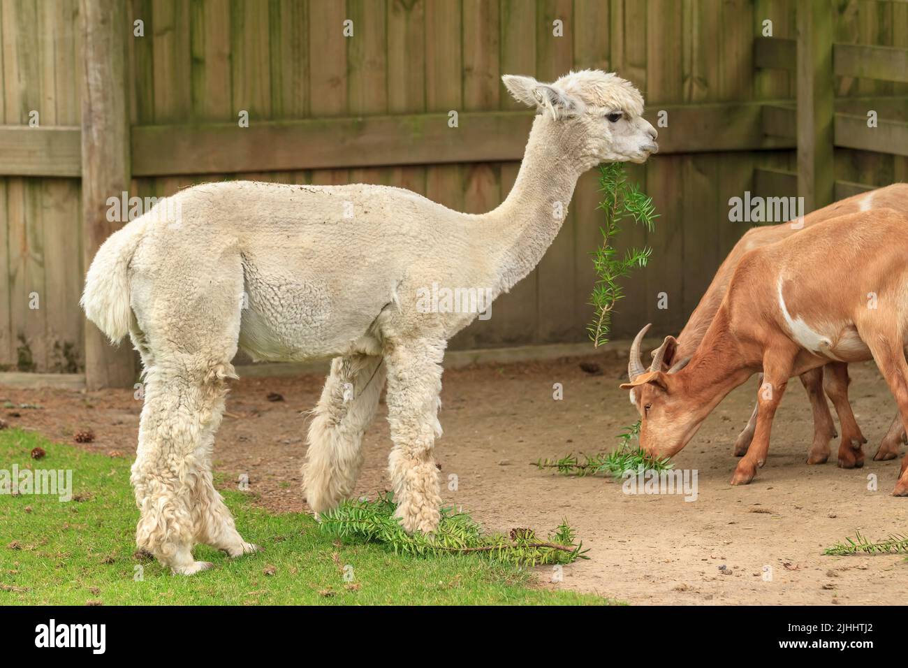 A young white alpaca eating leaves, with a pair of goats in the background Stock Photo