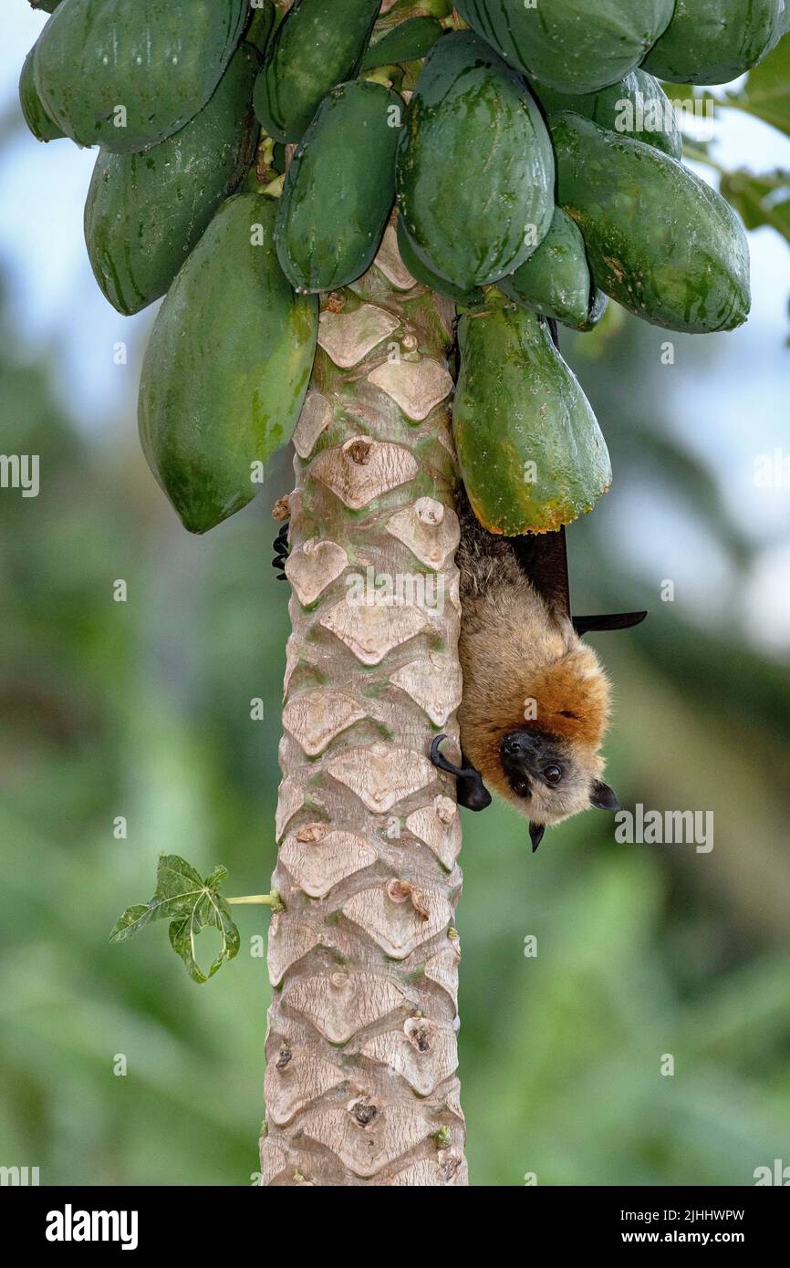 Bat on a papaya tree Stock Photo Alamy