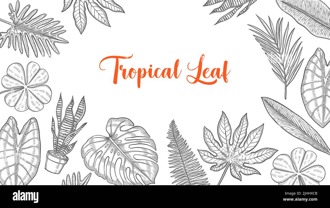tropical leaf set collection with hand drawn sketch for background ...