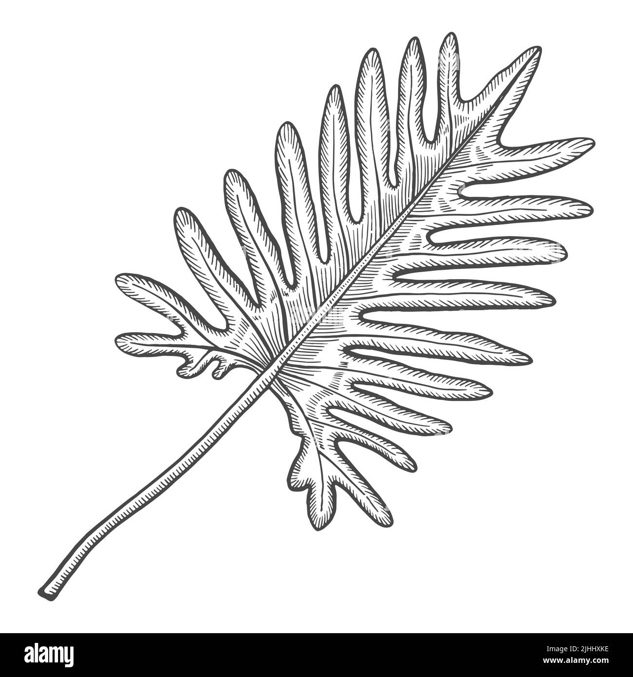 Split leaf philodendron Black and White Stock Photos & Images - Alamy