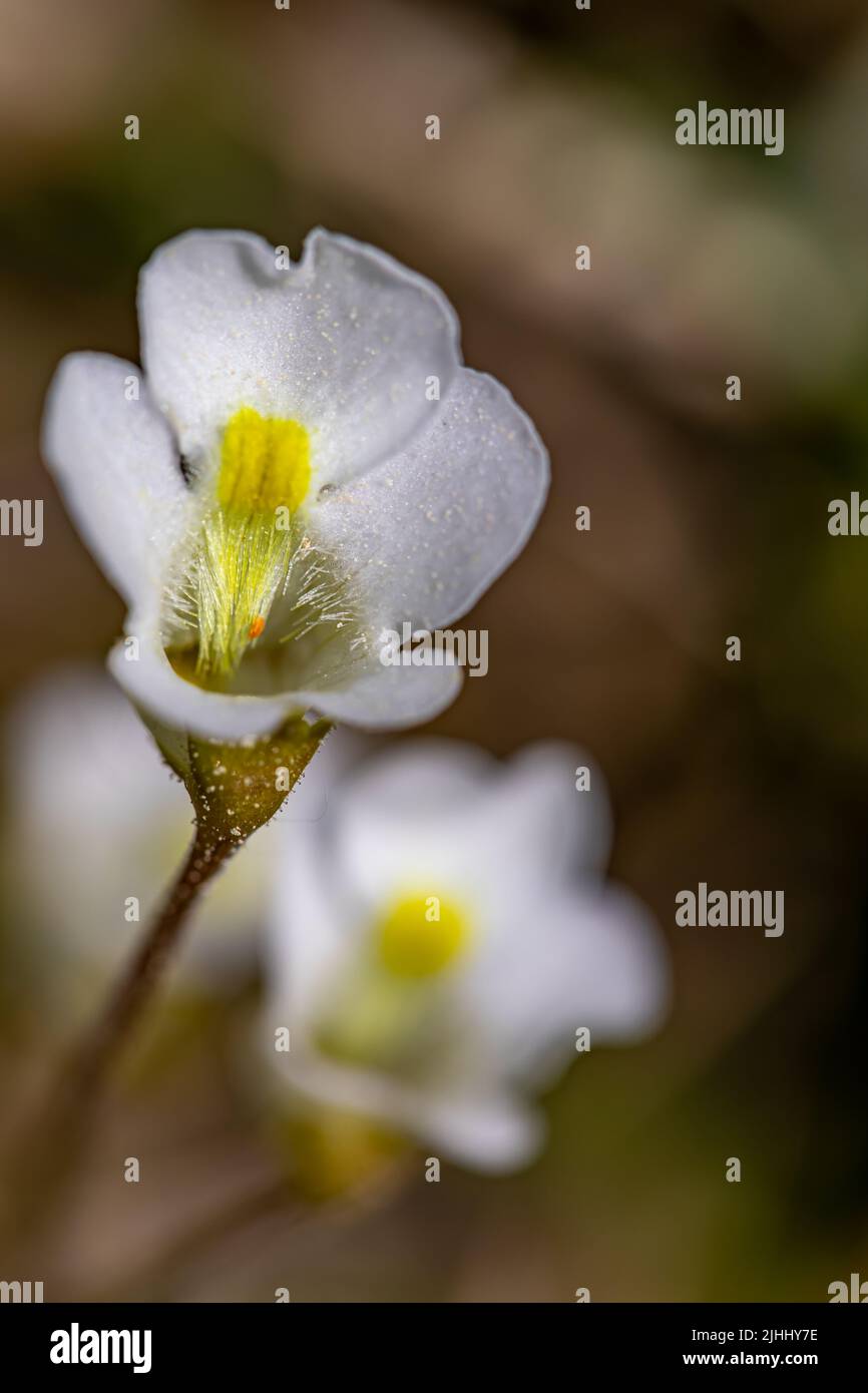 Pinguicula alpina flower in meadow, close up Stock Photo