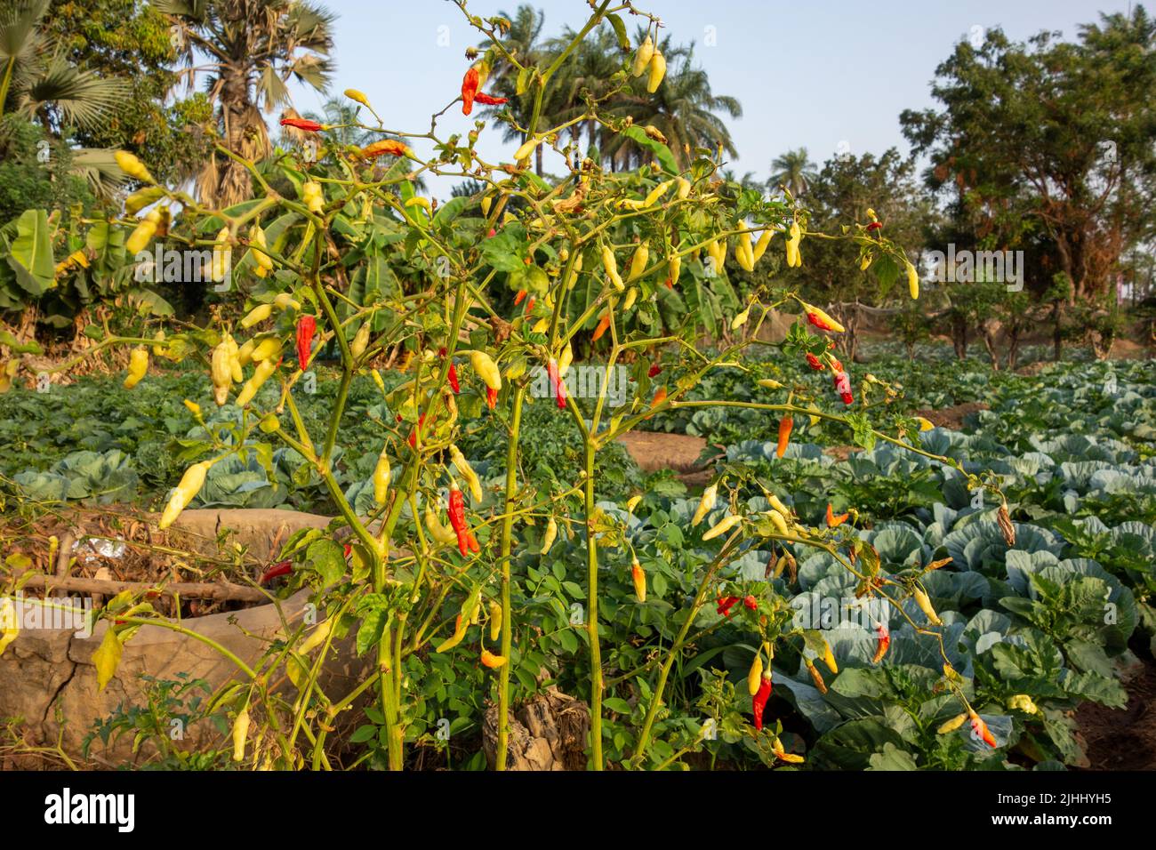 typical market garden growing peppers and cabbage for sale Stock Photo