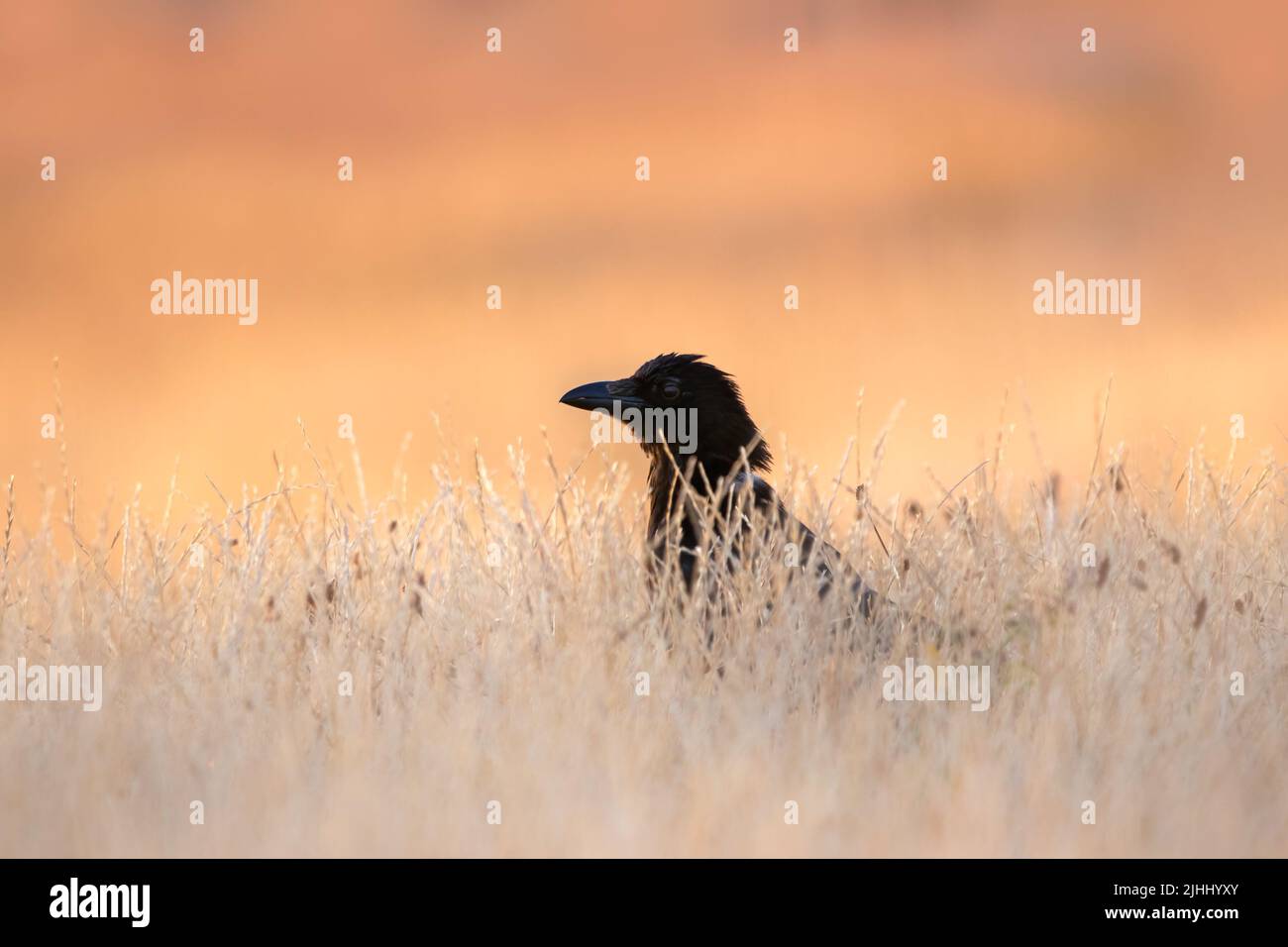 Portrait of a Carrion crow (Corvus corone) on the ground in sunlit grass against sunrise sky Stock Photo