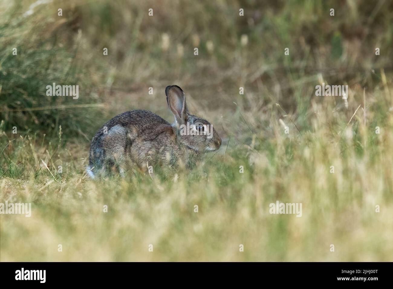 Rabbit (Oryctolagus cuniculus) in a meadow Stock Photo