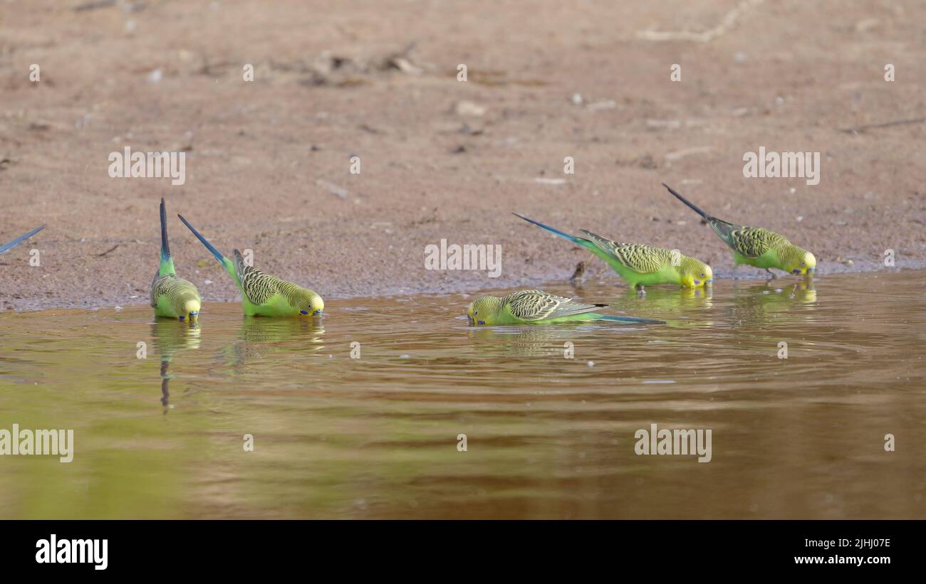 a budgerigar flock drinking at redbank waterhole Stock Photo