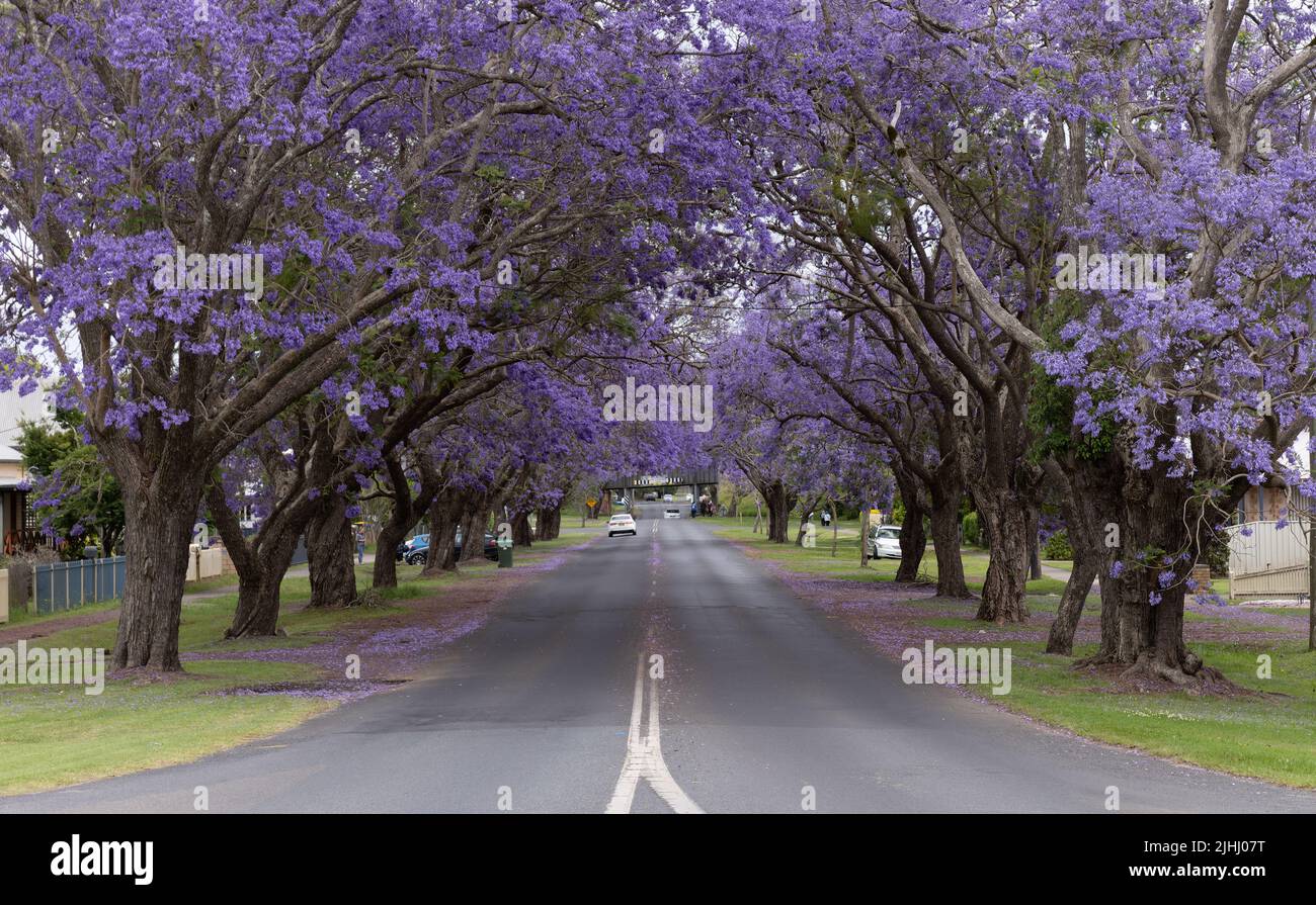 flowering jacaranda trees along pound street during the jacaranda