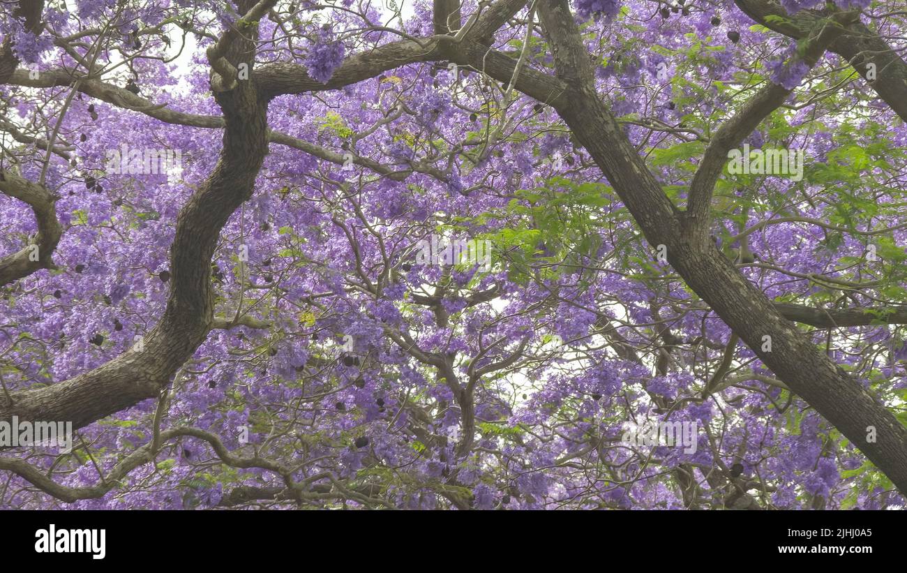 branches and canopy of jacaranda trees in flower at grafton Stock Photo