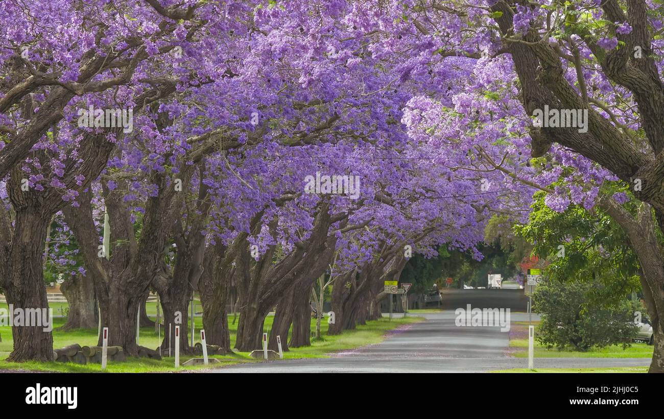 street lined by large flowering jacaranda trees at grafton Stock Photo