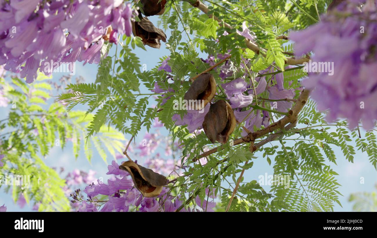 close up of jacaranda seed pods and flowers at grafton Stock Photo