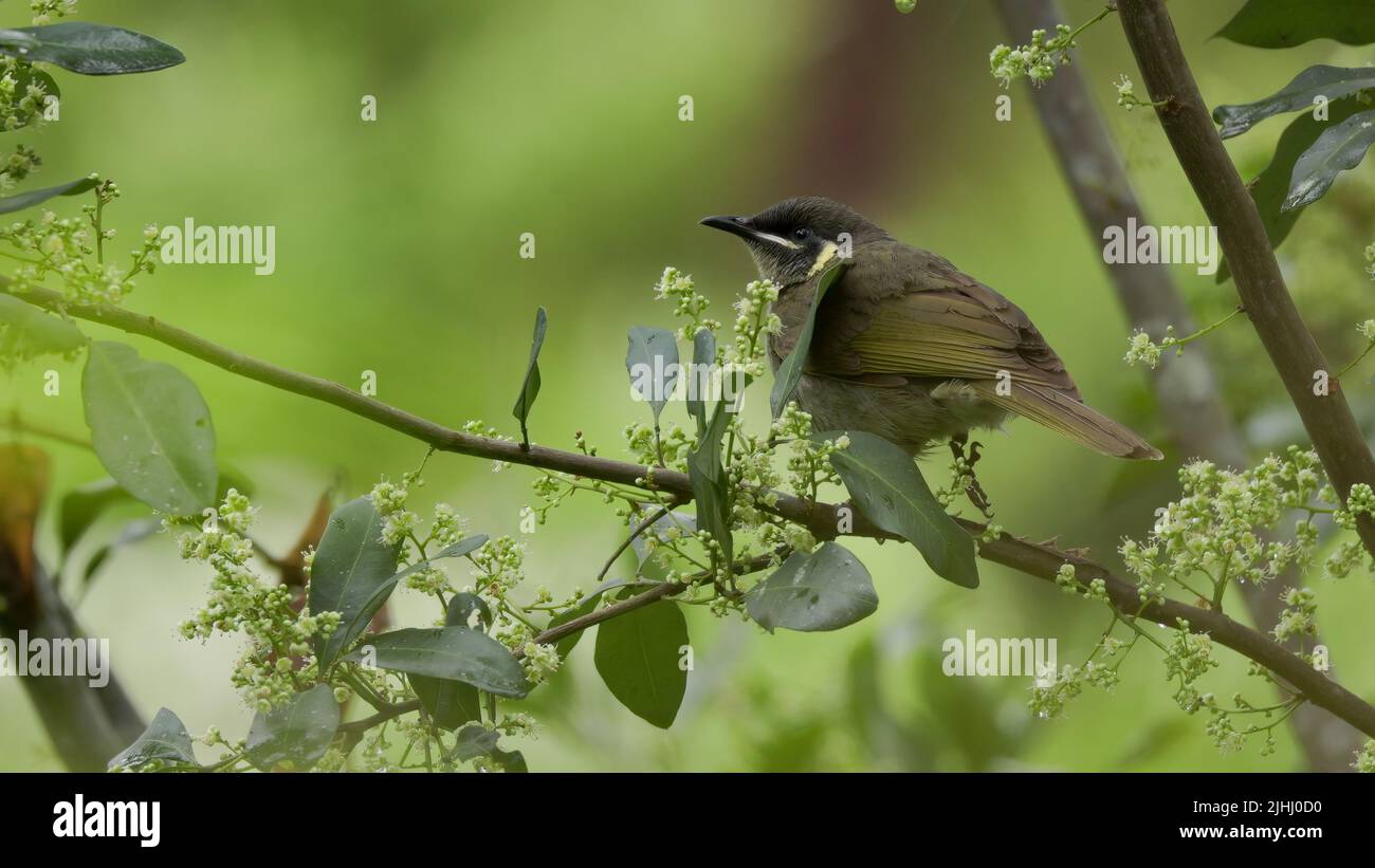 a lewin's honeyeater starting to feed on flowers Stock Photo