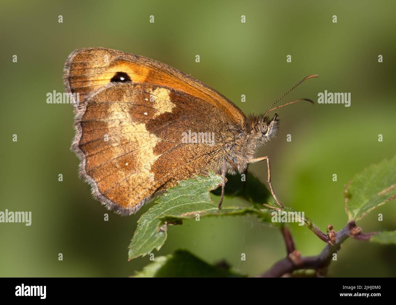 Underwing view of Gatekeeper  Butterfly (Pyronia tithonus) in a hedgerow Stock Photo