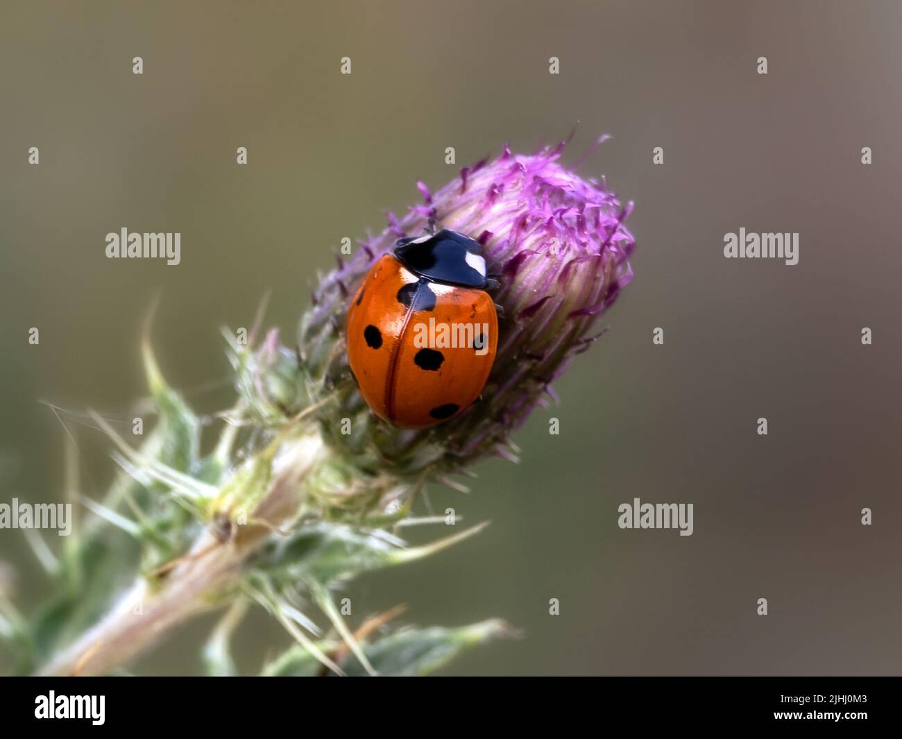 7-spot Ladybird (Coccinella septempunctata) on thistle flower in a meadow with diffused background Stock Photo