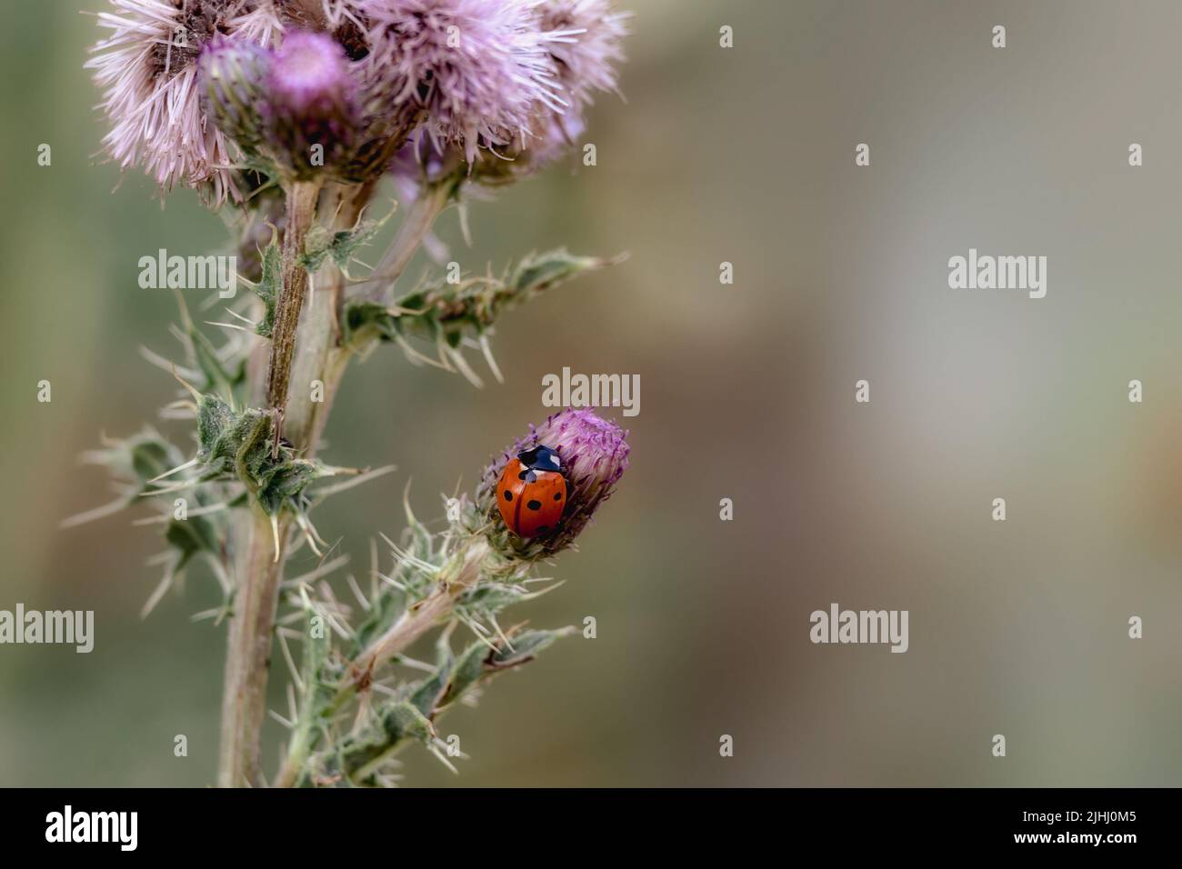 Habitat image of 7-spot Ladybird (Coccinella septempunctata) on thistle flower in a meadow Stock Photo