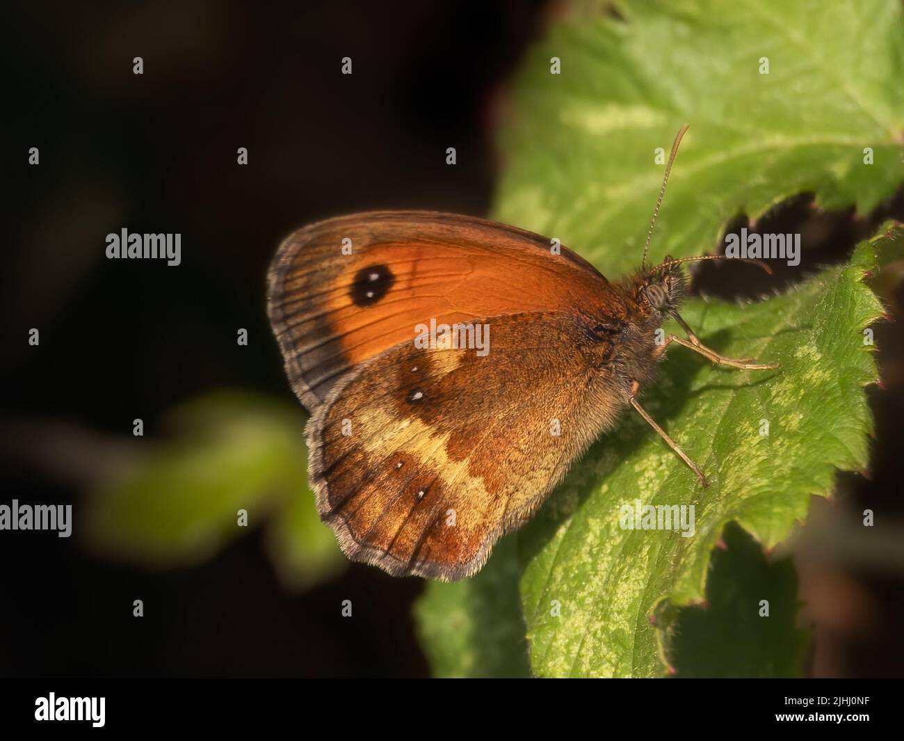 Underwing view of Gatekeeper  Butterfly (Pyronia tithonus) on a leaf in a hedgerow Stock Photo