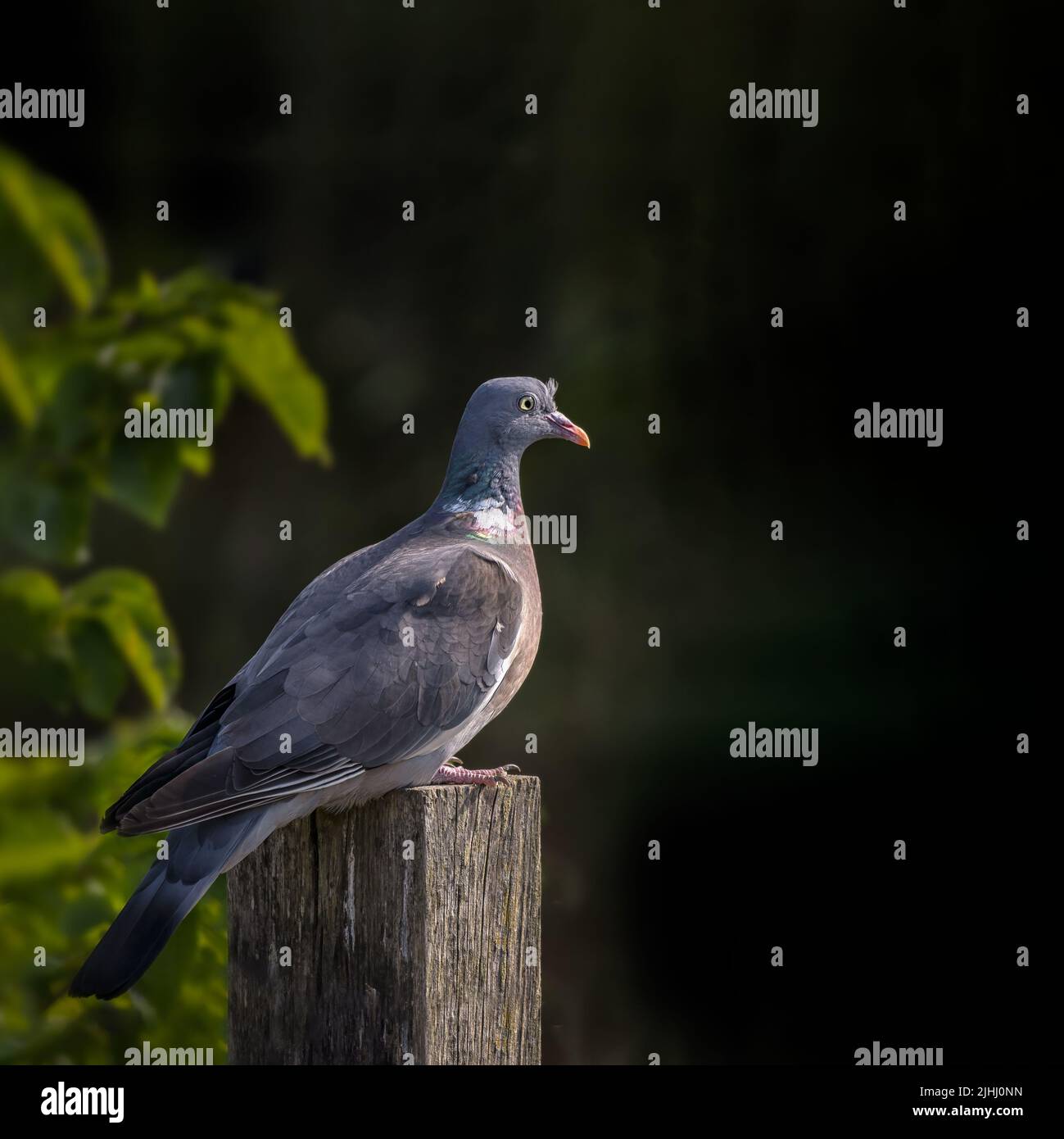Portrait of a Wood Pigeon (Columba palumbus) perched on a fence post against a dark background Stock Photo