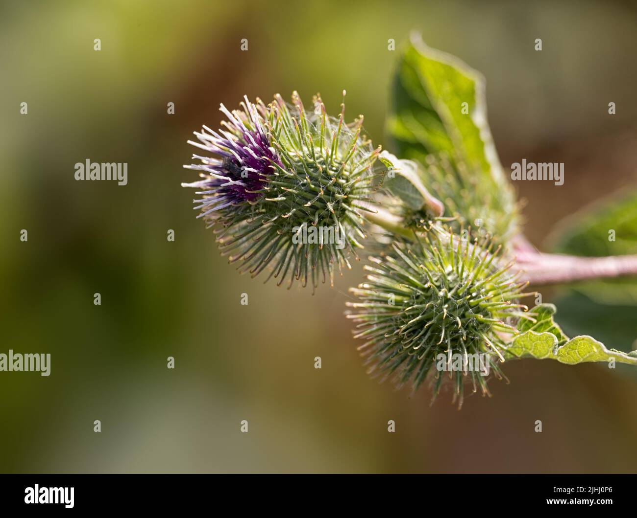 Closeup of developing flower heads of Burdock (Arctium lappa) in mid summer Stock Photo