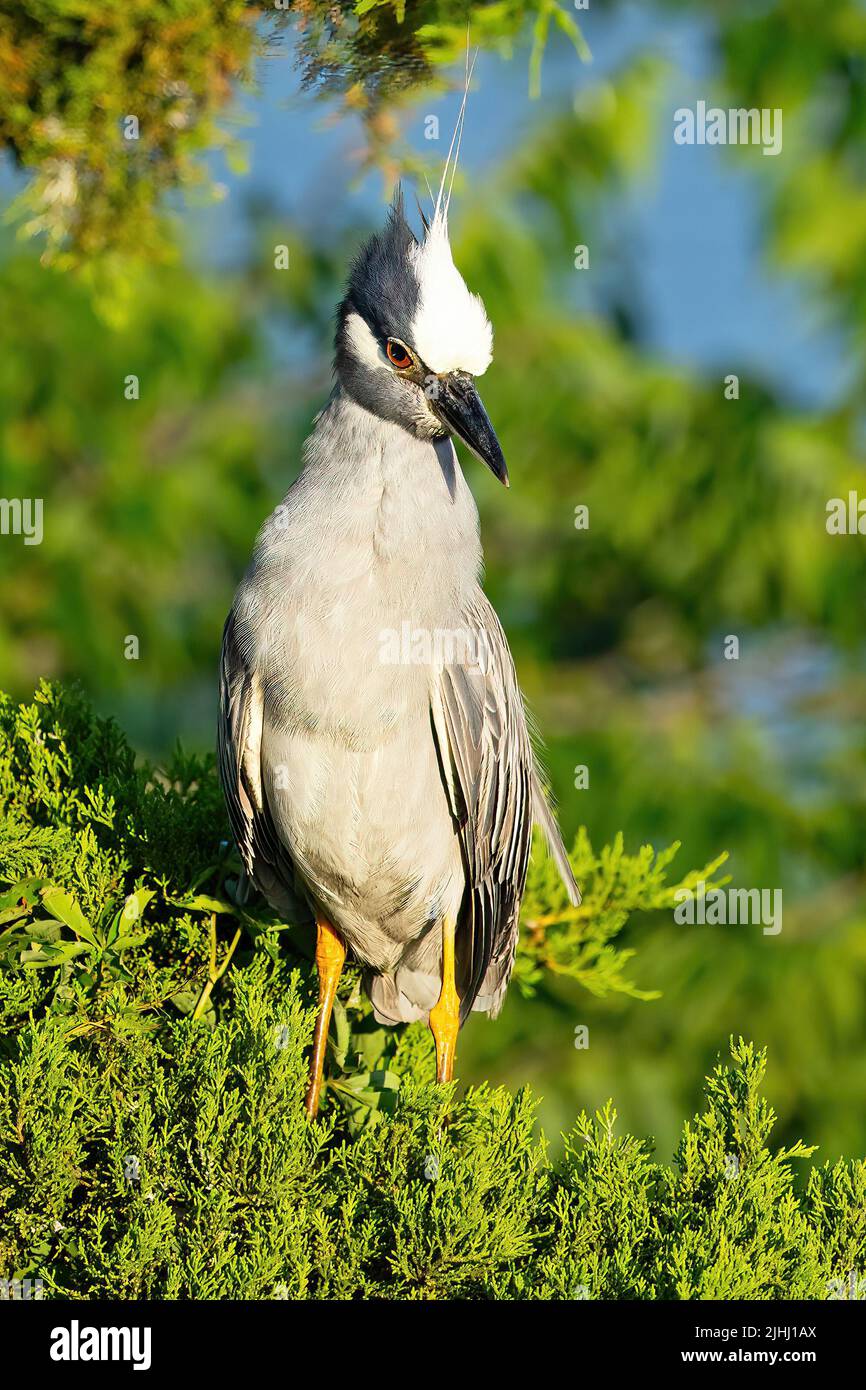 A Yellow-crowned Night Heron Sitting in a Tree Stock Photo