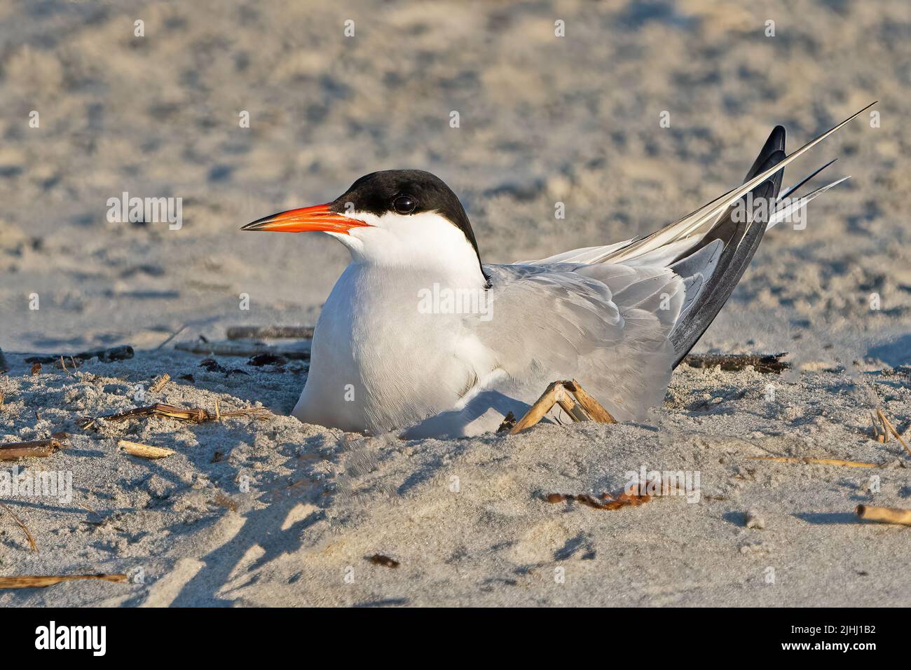 A Common Tern On Eggs in Nest Stock Photo