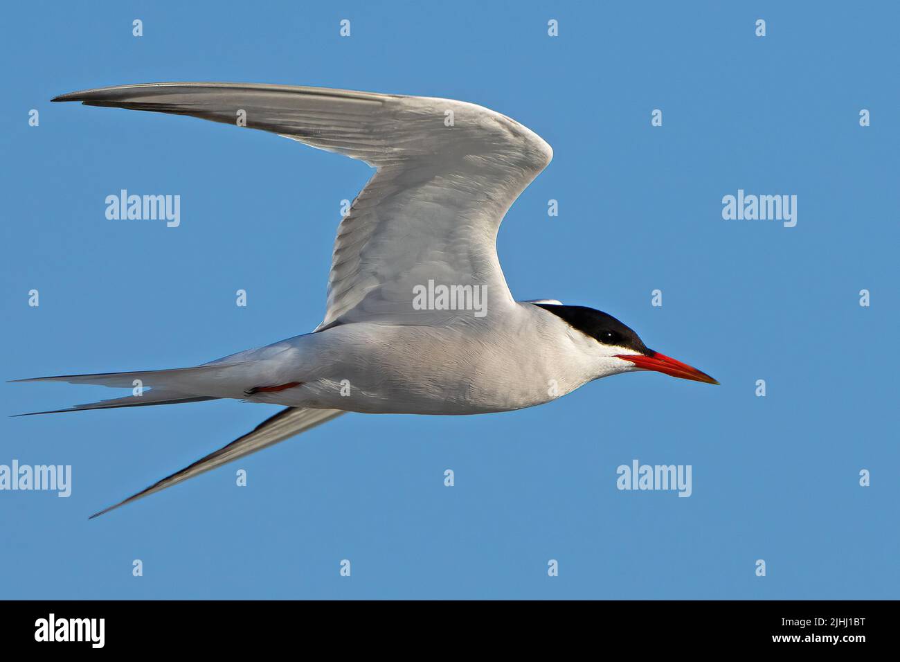 A Common Tern in Flight Stock Photo