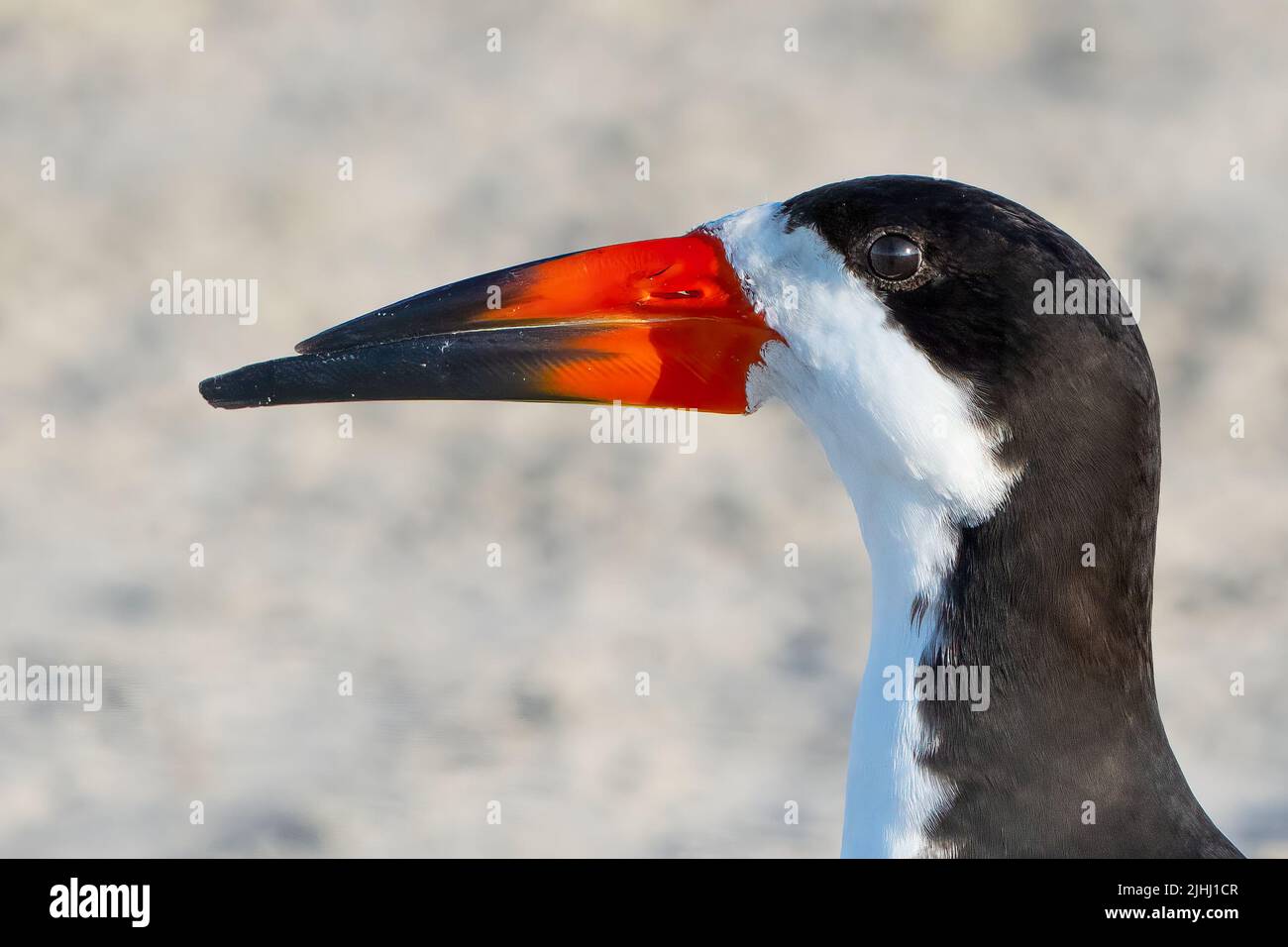 Close-up Portrait of a Black Skimmer Stock Photo