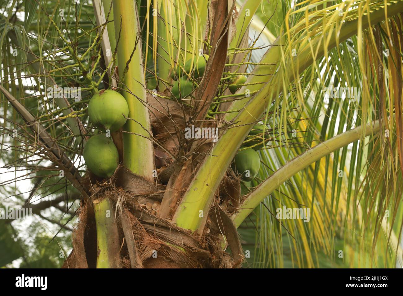 Close up fresh coconut tree in summer in amber cove Stock Photo - Alamy