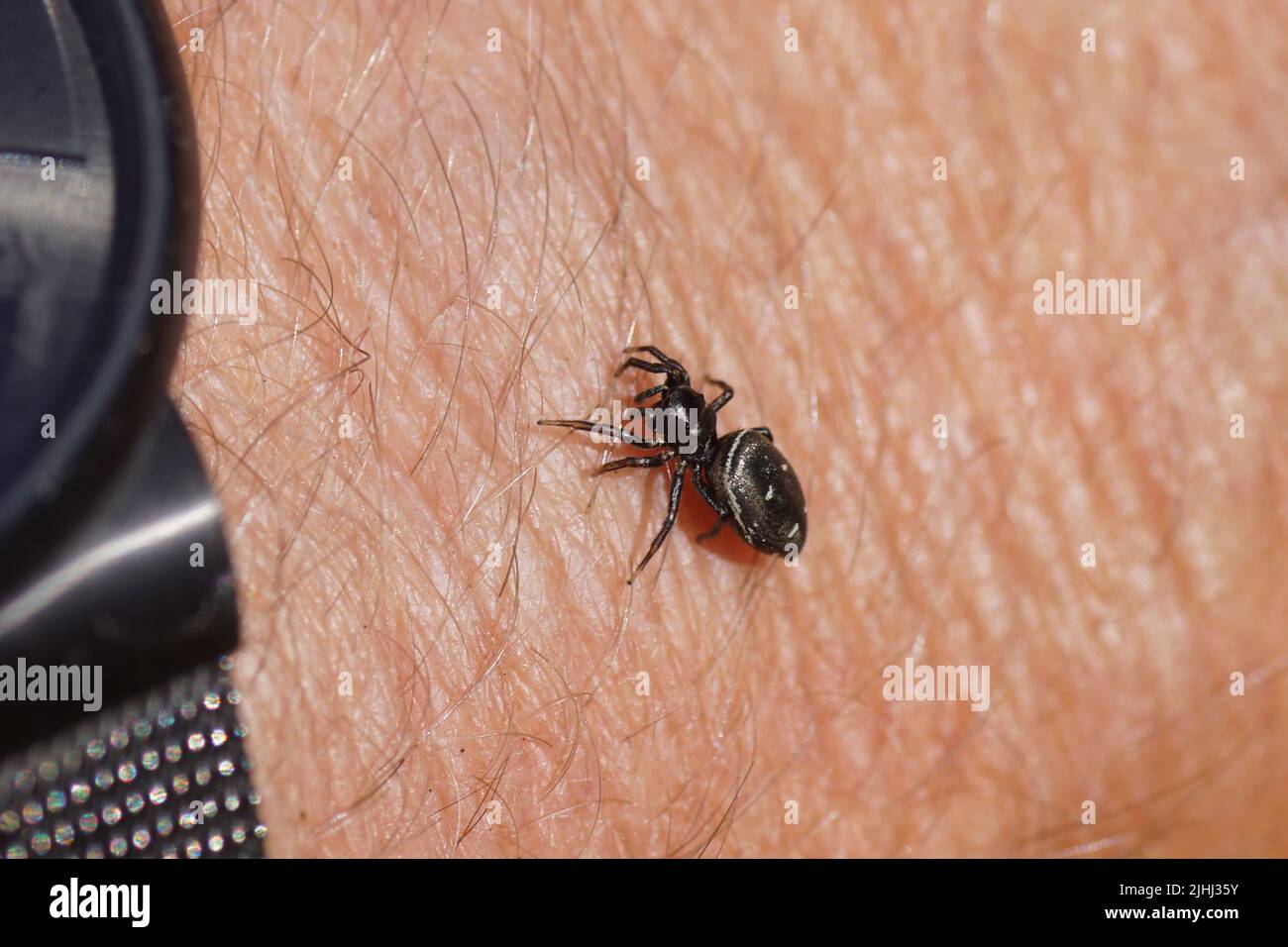 Jumping spider Heliophanus, subfamily Heliophaninae, family jumping spiders (Salticidae). On the skin of a hand. Summer, July. Stock Photo