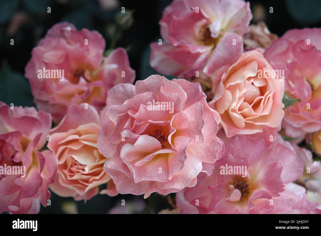 Low key roses hi-res stock photography and images - Alamy