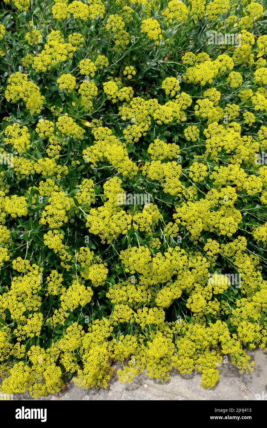 Perennial, Garden, Plant, Bupleurum fruticosum, Blooming, Shrub, Yellow, Blooms Stock Photo