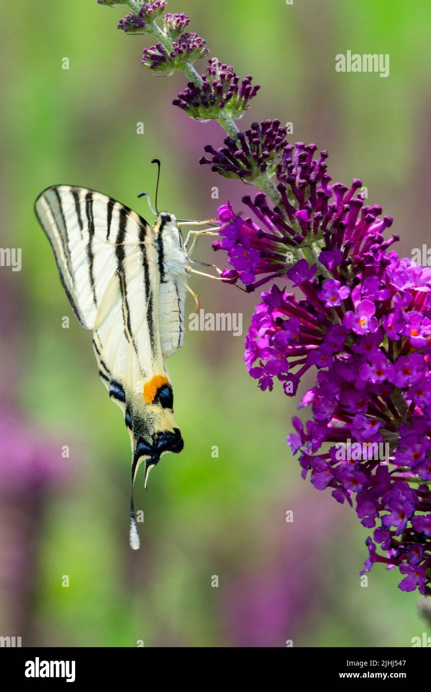 Butterfly bush, Summer lilac, Butterfly, Feeding, Scarce Swallowtail Butterfly, Iphiclides podalirius, Nectaring, Flower Stock Photo