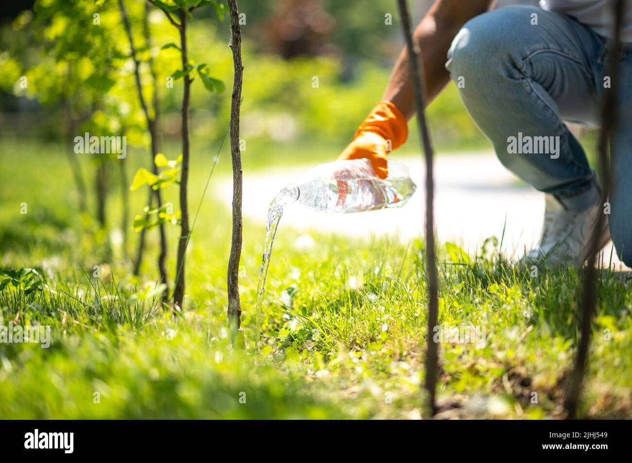 Hand with bottle watering tree seedlings Stock Photo Alamy