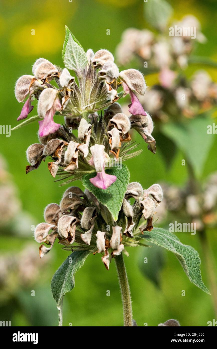 Greek Jerusalem Sage, Flower, Phlomis samia, Hardy, Plant, Portrait