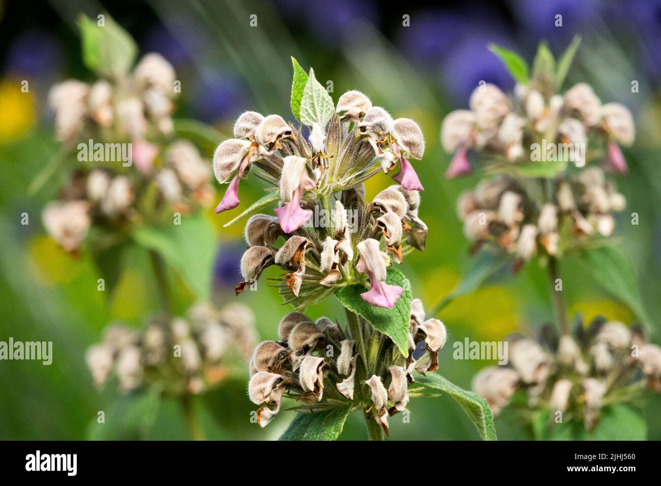 Jerusalem Sage, Phlomis samia, Summer, Herbaceous, Plant Stock Photo