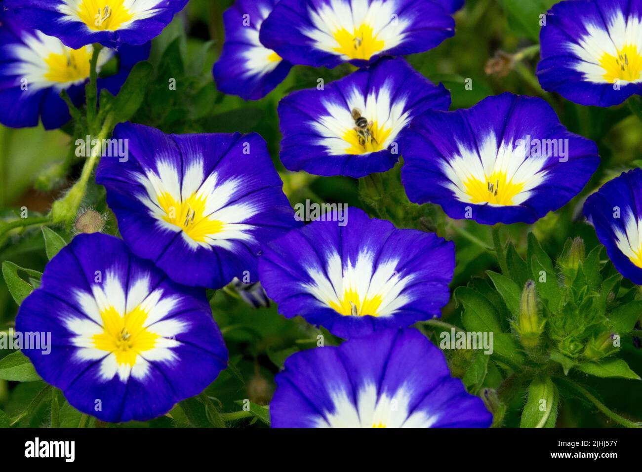 Annual, Summer, Plant, Blue white, Convolvulus 'Blue Ensign', Dwarf Morning Glory Stock Photo