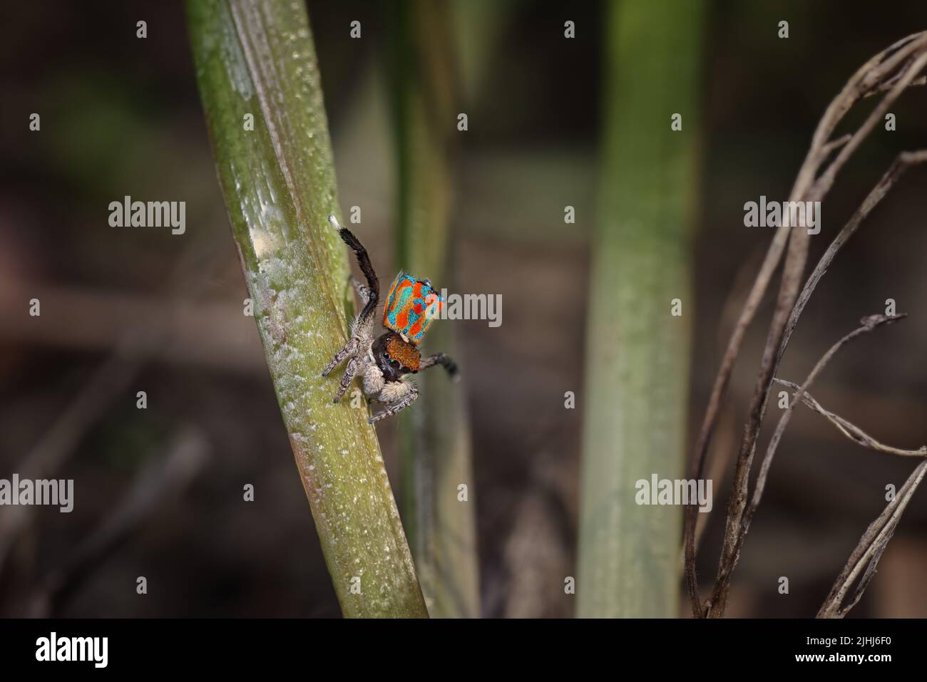 Male Peacock spider (Maratus clupeatus) showing his breeding plumage with a dancing display to a female Stock Photo