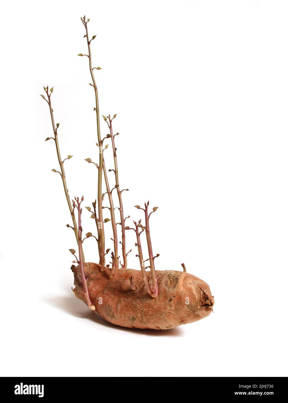 Old Sweet Potato Beginning to grow vines isolated on White Stock Photo