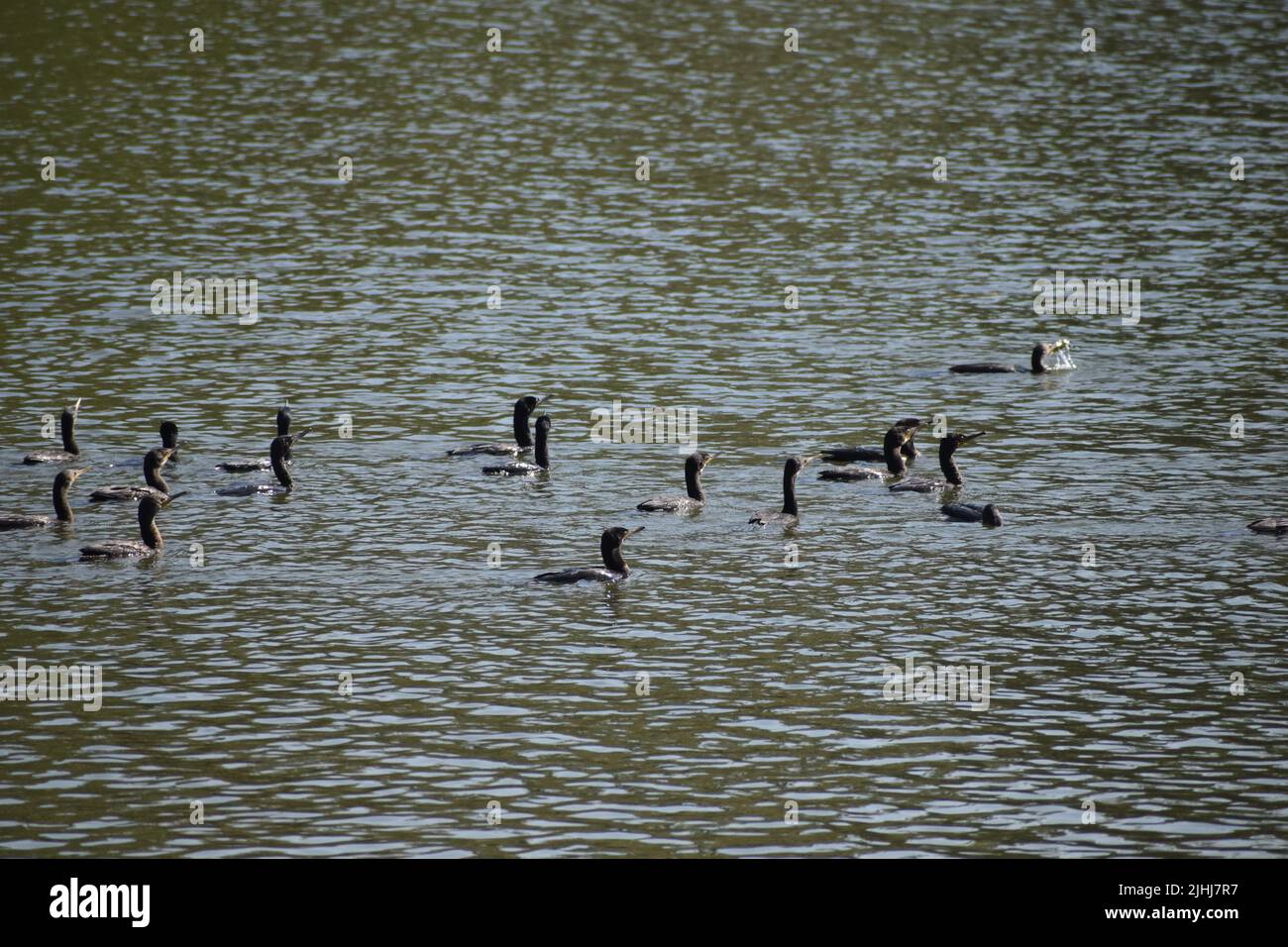 Flock of Little cormorant is hunting fish at river Stock Photo Alamy