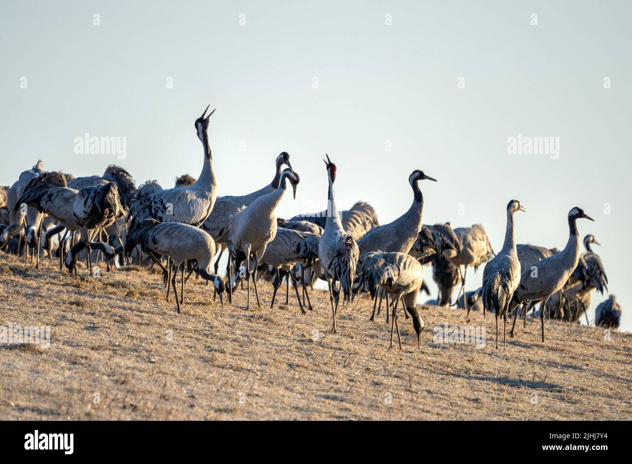 Common Crane, flying bird in action jumping joyful playing and dancing Stock Photo