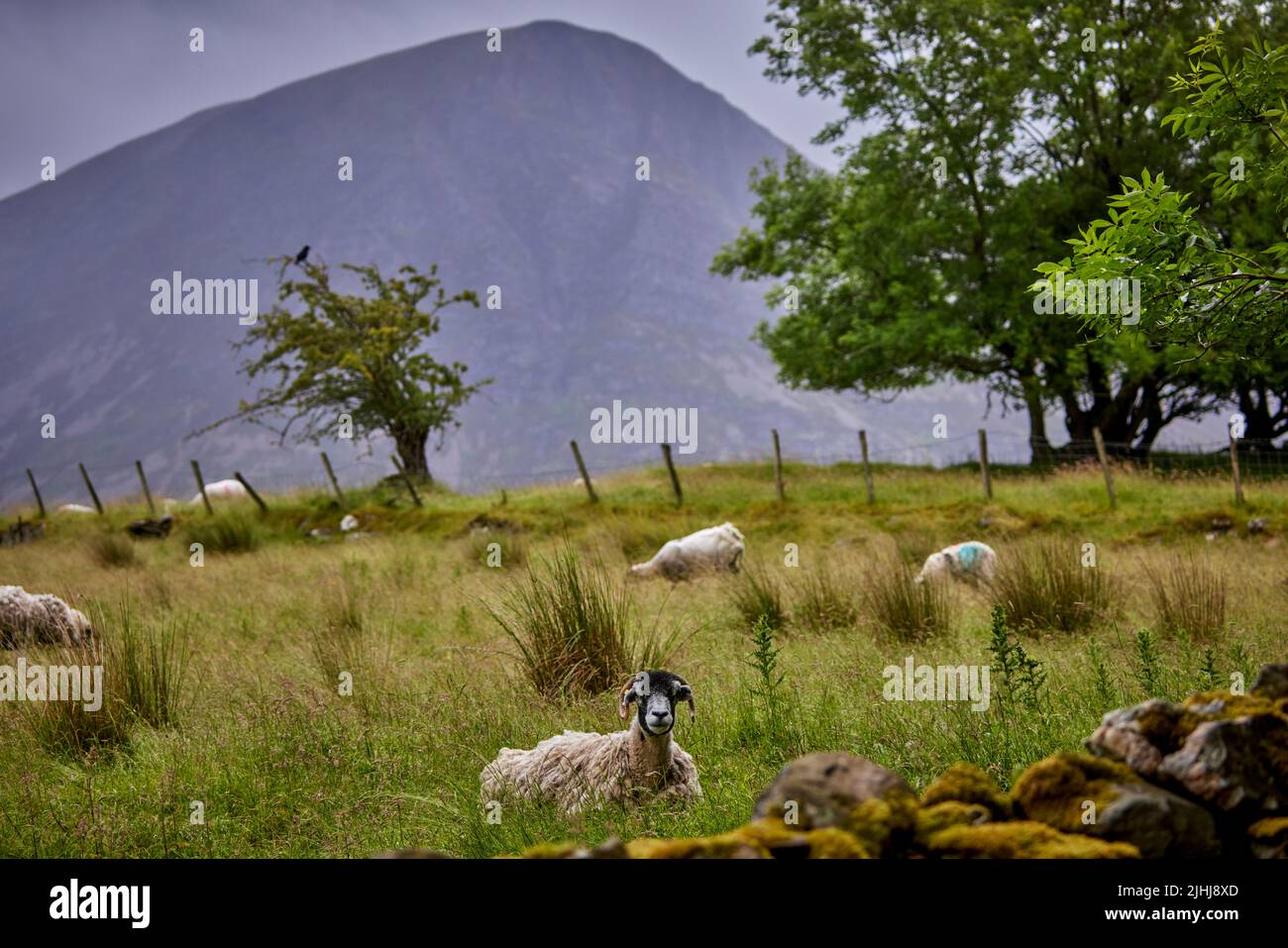 Lake District, Cumbria in northwest England, Crummock Water. sheep in the fields with Grasmoor beyond Stock Photo
