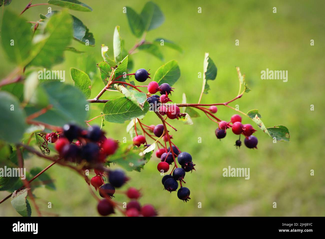 Saskatoon berry or Amelanhier , a genus of plants of the family Pink, Rosaceae, deciduous shrub. Berry brush on a background of leaves Stock Photo