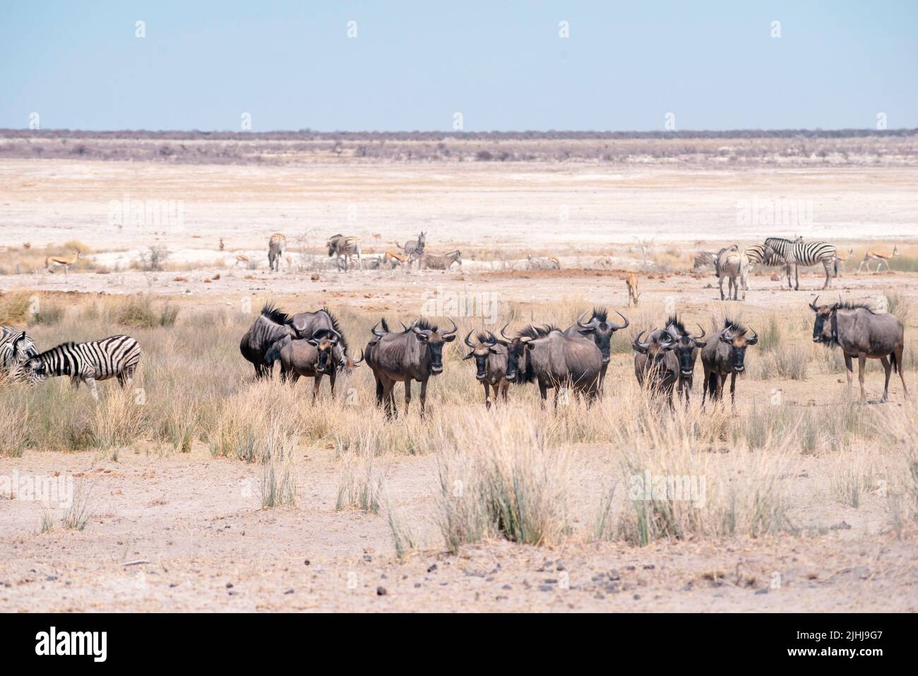 herd of gnu antelopes in Etosha National Park in Namibia Stock Photo